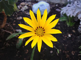 Floraison r&eacute;ussit