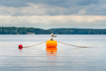 One seagull bird standing resting on an orange buoy on a lake. Calm beautiful seascape view.