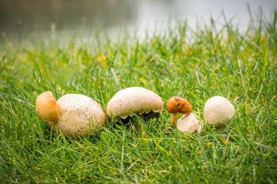 Close up of several fungus in a row on green autumn grass, beautiful selective focus.