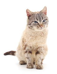 Obraz premium Brown cat.