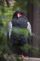 Bateleur (Terathopius ecaudatus) i