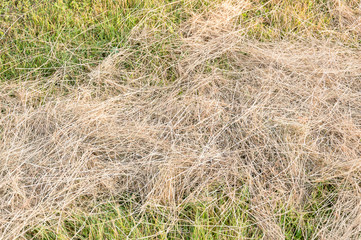 Cutted dry grass on the meadow.