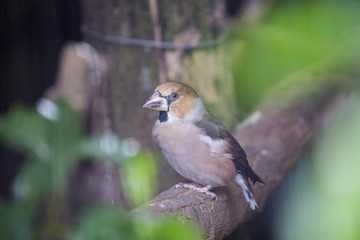 Hawfinch (Coccothraustes coccothraustes)