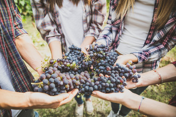 People harvesting in a vineyard