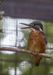 Common Kingfisher (Alcedo atthis)