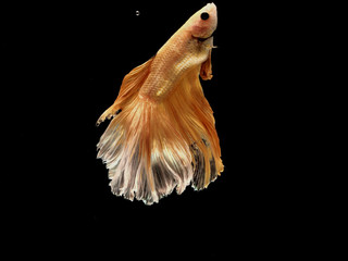 Thai Fish Bite is a famous fighters fish around the world.