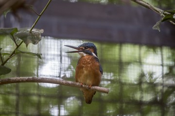 Common Kingfisher (Alcedo atthis)