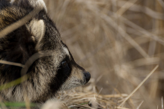 Raccoon, looking into the distance.