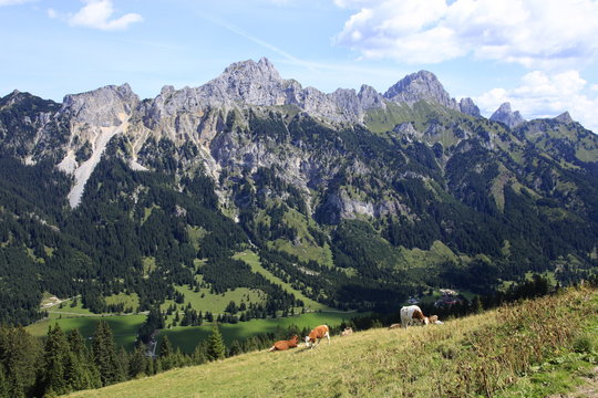 Blick auf die Baumgrenze in den Tannheimer Alpen
