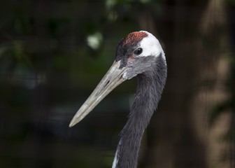 Red-Crowned crane (Grus japonensis)