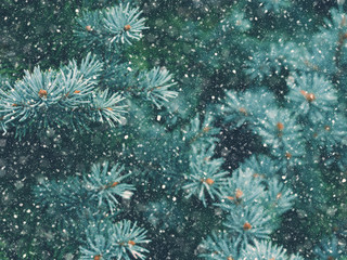 Naklejka na ściany i meble Snow fall in winter forest. Christmas new year magic. Blue spruce fir tree branches detail.