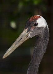 Red-Crowned crane (Grus japonensis)