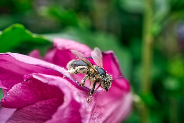 Bee covered with pollen 
