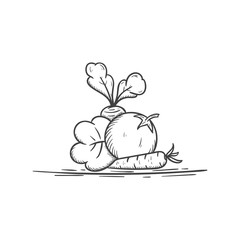 vegetables illustration hand drawn vintage vector