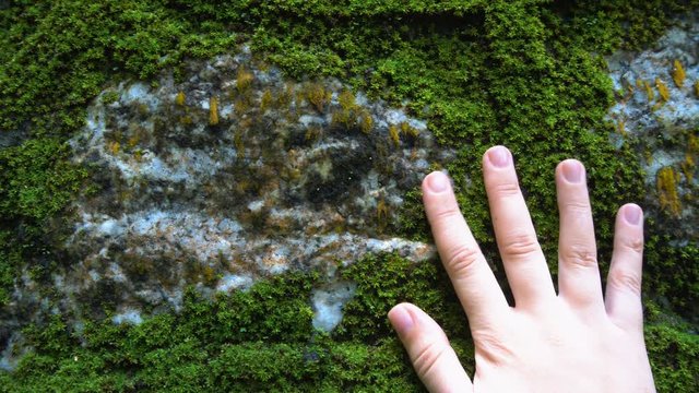 Hand Touching Stone Wall with Moss