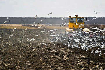 Plow tractor plowing the land for sowing - attracts many birds feed on insects. Spring preparation for crop of the earth. Agricultural activities of farmers. 
