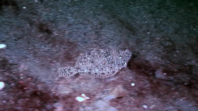 Flounder flatfish underwater on seabed in search of food in White Sea Russia. Unique dramaturgy pic macro video close up. Marine life on background of pure clear clean water.