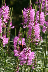 Gelenkblume/ Physostegia virginiana