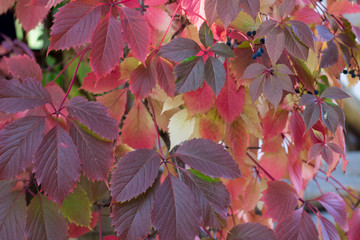 Autumnal colors of purple, red leaves of grapes