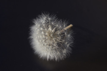 lightweight dandelion ball