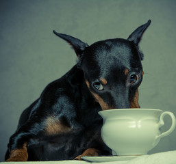 a dog is drinking milk