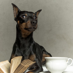 a clever dog