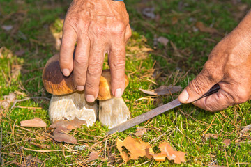 The search for mushrooms in the woods. Mushroom picker, mushrooming . An elderly man cuts a white mushroom with a knife. Men hands, knife, boletus.