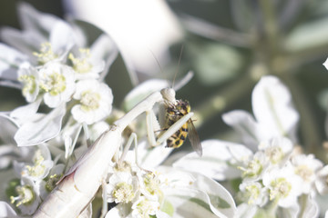 Fototapeta premium the last kiss of the mantis and the bee