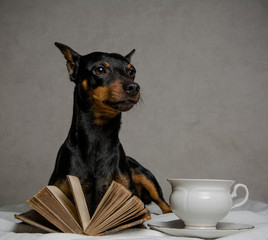 a dog is thinking about a book it read