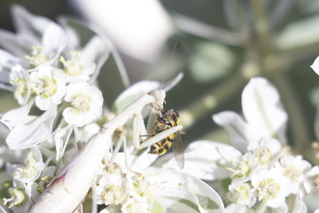 the mantis caught his booty