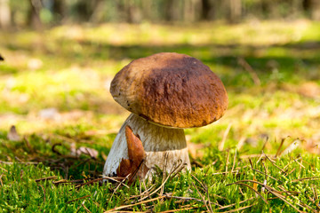 Cep mushroom .Boletus in the moss in the forest.