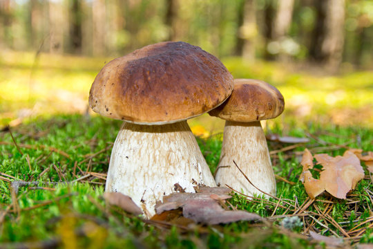 Cep mushroom . Two Mushrooms in the moss in the forest.