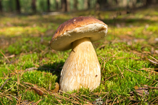 Cep mushroom .Boletus in the moss in the forest.