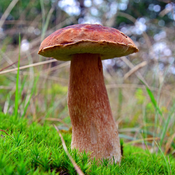 boletus pinophilus mushroom
