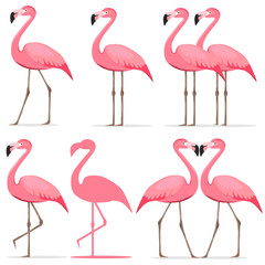 Fototapeta premium Flamingo, a set of pink flamingos.