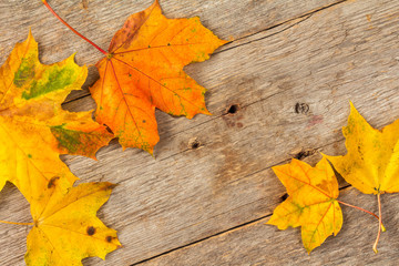 Naklejka na ściany i meble Autumnal leaf life cycle