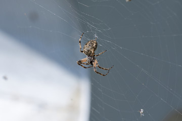 spider hunting the fly on his his web