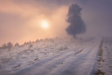 Lone spruce tree in thick fog snowy environment
