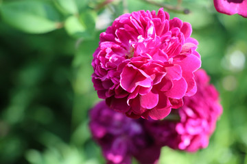 オールド ローズ