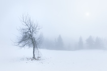 Obraz na płótnie Canvas Single dead tree in thick fog snowy environment