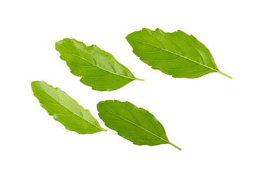 Basil leaves isolated on white background. Top view