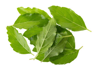 Basil leaves isolated on white background. Top view
