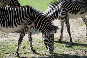 grasende Zebras