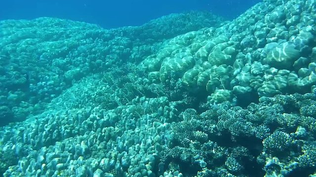 Underwater world , coral reef life, colorful corals, landscape, coral reef Red Sea