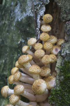 Armillaria mellea, honey fungus