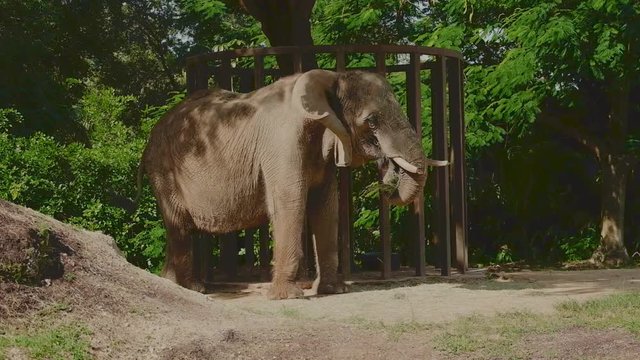 Elephant eating grass in a zoo