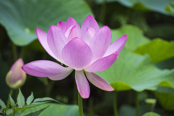 ピンクの蓮の花