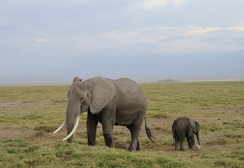 Fototapeta na wymiar African Elephant With Calf