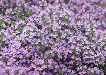 Small lilac flowers as a background