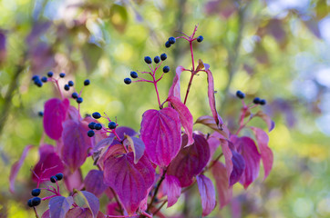 Photographs of Elderberry fruits in the wild on a sunny autumn